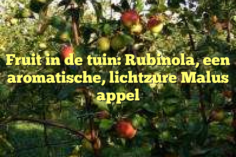 Fruit in de tuin: Rubinola, een aromatische, lichtzure Malus appel